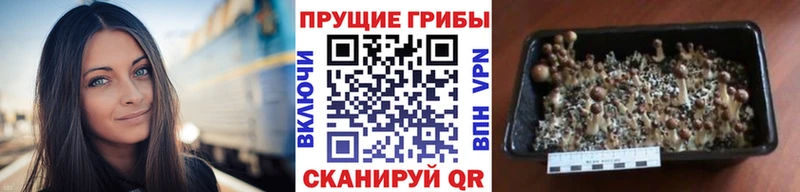 цены Большой Камень Галлюциногенные грибы MAGIC MUSHROOMS